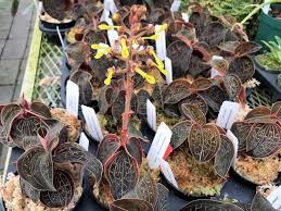 As a tropical plant, this one requires moisture and warmth, but can easily withstand the somewhat dry atmosphere of our interiors. Jewel Orchid Open For Reservation Furniture Home Living Gardening Plants Seeds On Carousell