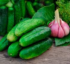 Image result for Cucumis engleri