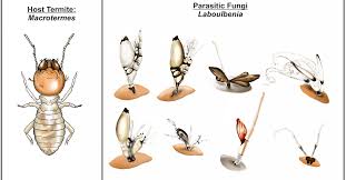 Image result for Cadaba termitaria