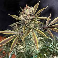 And also unless u totally seal the room (no air in or out) they won't. Original Skunk No1 X Super Lemon Haze 4 Grow Journal Harvest19 By Growdiaries