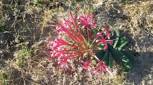 Image result for Ammocharis tinneana