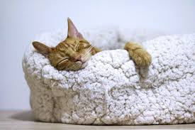 What is the fvrcp vaccine for cats? What Vaccines Do Indoor Cats Need All Cat Lovers