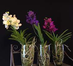 Studija Orchidėjos www.orchidejos.lt - Orchidėja Vanda vazoje! | Facebook
