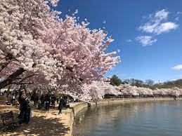 History Of The National Cherry Blossom Festival In Washington D C Worldstrides
