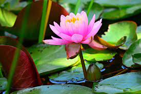 Scopri ricette, idee per la casa, consigli di stile e altre idee da provare. Bunga Lotus Bukan Teratai Morfologi Manfaat Makna Cara Tanam