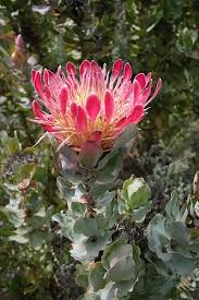 Image result for Ipomoea protea