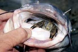 Mata kail yang popular untuk pancingan spesies ikan keli dan kap atau ikan yang bermulut besar seperti tongsan. Memancing Umpan Rahsia Untuk Ikan Keli