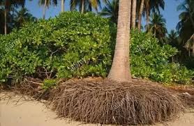 6081 although palms can be hundreds of feet tall, their roots generally grow in the top 36 inches of topsoil where water and nutrients are plentiful. How Deep Do Palm Tree Roots Grow Quora