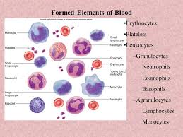 Provides oxygen to the cells blood absorbs oxygen from the lungs and transports it to different cells of the body. Anatomy 2 Blood Diagram Quizlet
