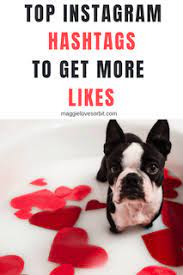 363 Instagram Dog Hashtags Dog Hashtags Dog Instagram Captions Instagram Dogs