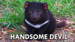 The tasmanian devil, often shortened to taz, is a looney tunes character. Tasmanian Devils Have No Right Being This Cute Youtube