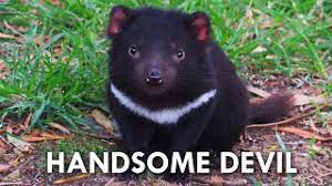 He is a vicious and ravenous glutton who serves as a recurring enemy to bugs bunny and daffy duck. Tasmanian Devils Have No Right Being This Cute Youtube