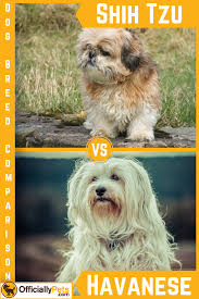 Shih Tzu Vs Havanese A Detailed Comparison Of Both Dog Breeds Thinking Of Getting Either Of These Dog Breeds Well Chec Dog Breeds Shih Tzu Toy Dog Breeds