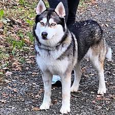 Cute Huskys Look Siberian Husky Cute Husky Husky