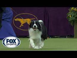 Meet Slick The Border Collie From Schwenksville Pa He S The Winner Of The Herding Group At The 2018 Westminster Dog Show Westminster Dog Show Dog Show Dogs