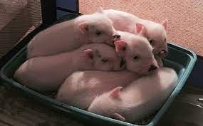 Teacup Pig For Sale Teacup Pigs