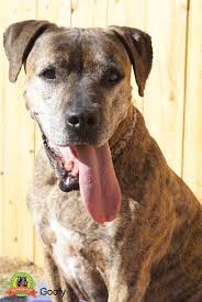 Safe haven puppy rescue petfinder. Build A Rescue Kennel Inc Safe Haven Senior Pet Adoption Grants Grant Report Petfinder Foundation