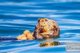 Image result for Enydra