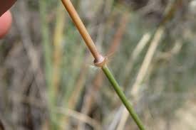 Image result for Loudetia simplex