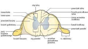 Kręgosłup zbudowany jest z kręgów, które są zróżnicowane w swojej budowie na poszczególnych odcinkach. Rdzen Kregowy Zdrowie Gazeta Pl