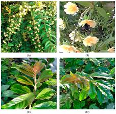 Image result for Pereskia aculeata