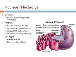 Animal cell nuclear membrane function. What Is Nucleolus Function Definition More
