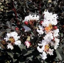 The catawba thrives in full sunlight and rich, well draining if you follow growing zone guidelines for your particular variety you can plant your crape myrtle just about any time of year. Crape Myrtle Ebony And Ivory White Lagerstroemia Clusters Of Striking White Blooms With Black Foliage Zone
