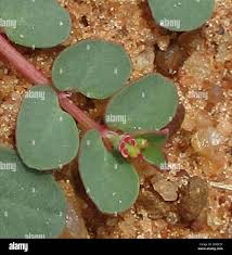 Image result for Euphorbia inaequilatera