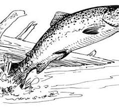 Sketch Of Bass Fish Coloring Pages Best Place To Color Fish Coloring Page Coloring Pages Bass Fishing