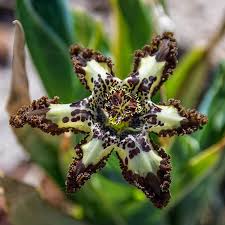 Image result for Ferraria