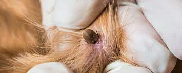 Parasiten wie zecke, flöhe oder milben sind eine lästige angelegenheit und kein hundehalter möchte diese im fell und auf der haut seines vierbeiners wissen. Parasiten Beim Hund Hundemagazin