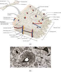 May 27, 2021 · anatomical structures and specific areas are visible as interactive labeled images. 6 3 Bone Structure Anatomy Physiology