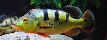 Peacock bass caught in singapore #peacockbass. Monoculus Peacock Bass Cichla Monoculus Species Profile Aquariumdomain Com