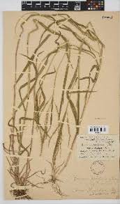 Image result for Panicum subalbidum