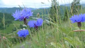 The flowers are usually located in the axillary and terminal clusters of the hairy stems. Centaurea Cyanus Wikipedia