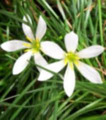 Image result for Zephyranthes candida