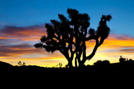 Joshua tree silhouette decorated with christmas lights. 19 872 Joshua Tree Fototapeten Leinwandbilder Und Aufkleber Wallsheaven
