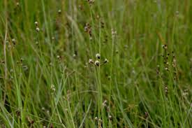Image result for Fimbristylis