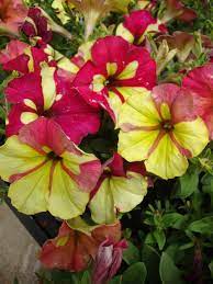 Petunia Crazytunia Sparky Google Search Petunias Beautiful Flowers Flower Garden
