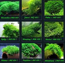 Sebelum memulai untuk membuat aquascape, lebih baik anda ketahui dulu jenis tanaman di akuariumnya. Aquascape Ideas Jenis Moss Aquascape