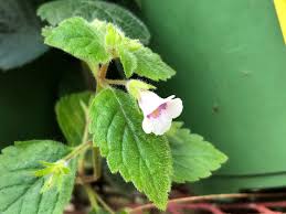 Image result for Gesneriaceae