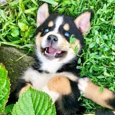 These little babies would make the perfect addition to you family! Bernese Mountain Dog Husky Mix Online Shopping