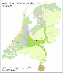 Image result for Nothris verbascella