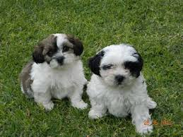 Black And White Maltese Pomeranian Mix Black And White Maltese Puppies For Sale Zoe Fans Blog Maltese Puppy Maltese Puppies For Sale Small Dog Photos