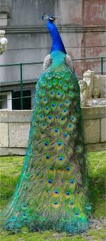 Birds Native To Colorado Springs Peacock Saw My First One At Colorado Springs Zoo He Was Showing Off In Front Of A Door That Was Reflecting Him Beautiful Birds Animals Beautiful Birds