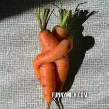 Amazing Picture Of Carrots Hugging Each Other And Growing Together Funny Vegetables Funny Fruit Food Humor