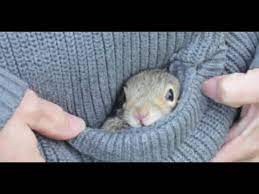Created with the same goal as. Cute Baby Squirrel Youtube
