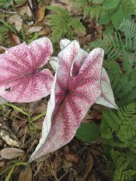 Heirloom Caladium Variety Mrs W B Halderman Available Through Spaulding Bulb Farm Garden Gardening Ideas Tropi Bonsai Flower Elephant Ear Plant Caladium