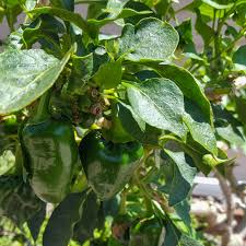Image result for Solanum sp. A