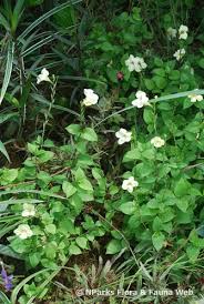 Image result for Asystasia sp. (Biegel 5184)